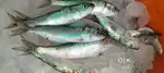Fish Cutter