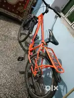 Sunbird from neelam cycle