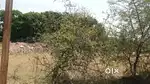Plot for resale 968 in bda salaiya