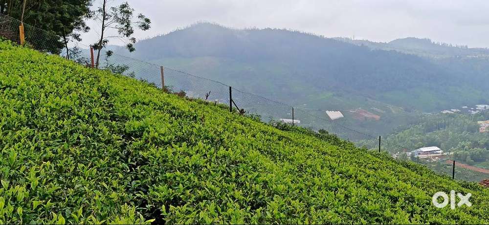 FARMLAND FOR SALE IN KOTAGIRI