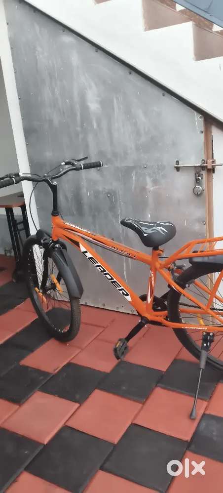 Alfa 1, 6 months old