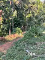 18 cent plot with borvel coconut tree price cent 120000