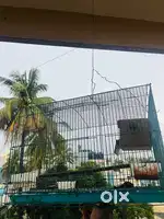 Birds cage