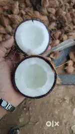 Coconut wholesale rate available