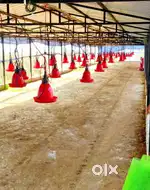 2.50 bigha Firm house Sale