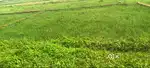 Gharabari plot sale near Hanspal Bhubaneswar