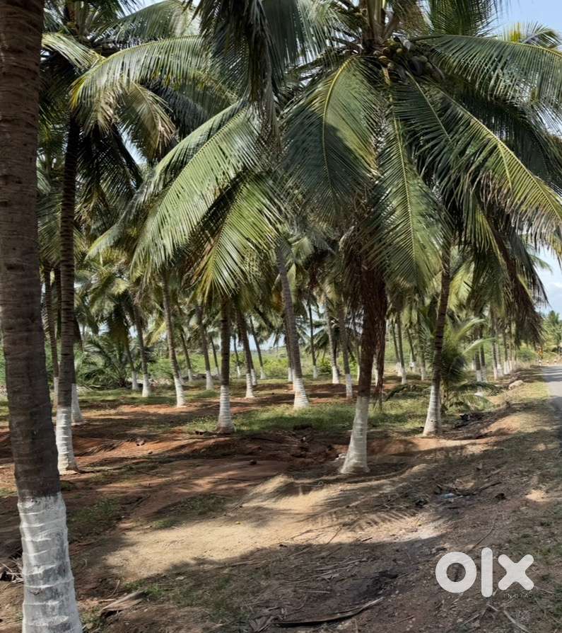 45 lakh per acer / 4.40 acer coconut farm