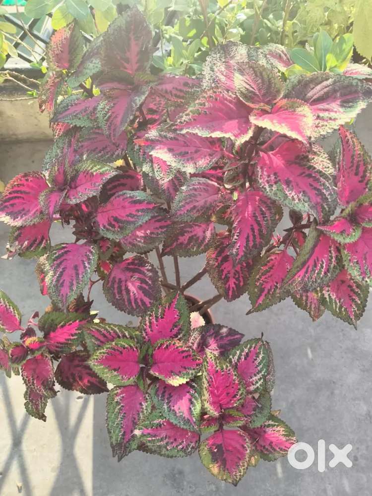Coleus plant quantity 1 (flower pot)