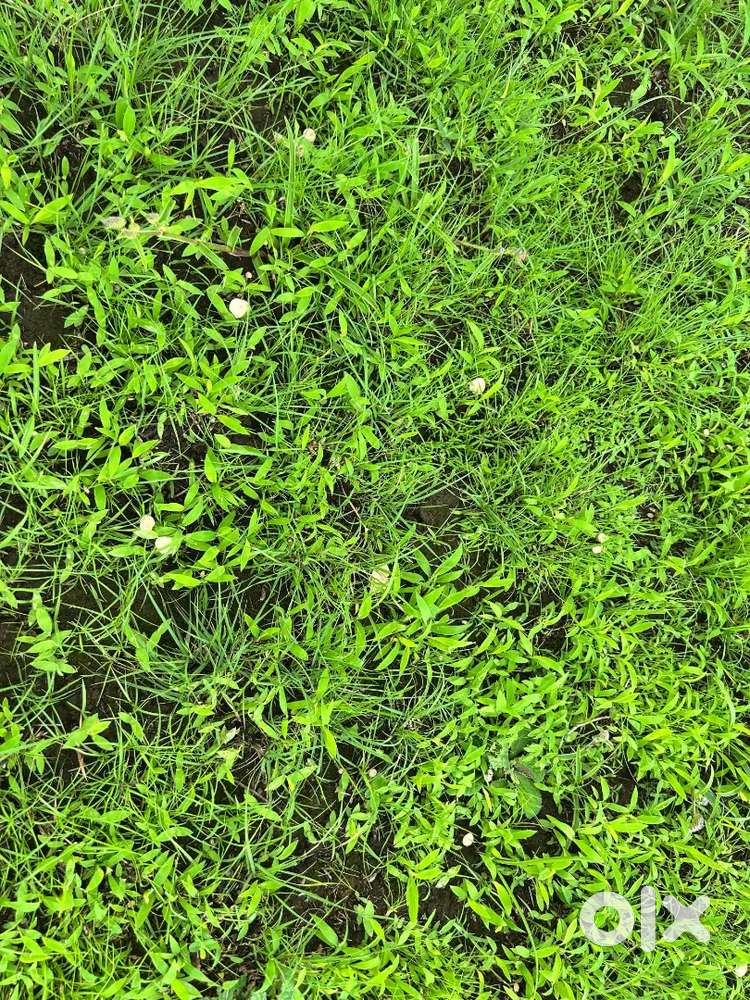 Selling Land in (Male) Main Road Kodoli- Panhala