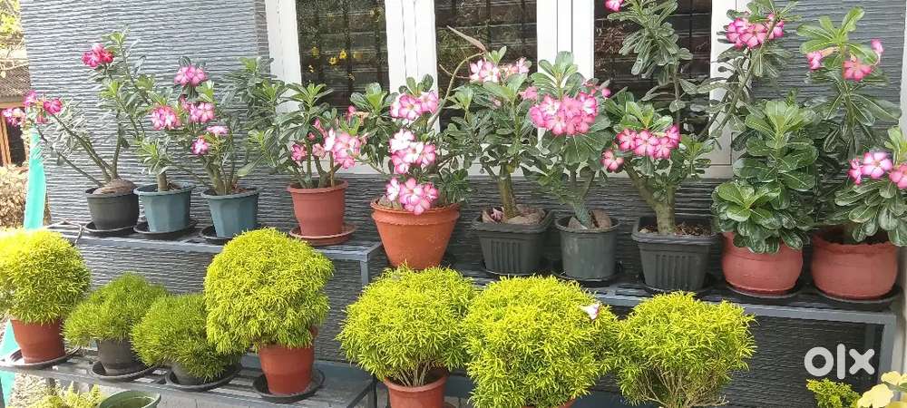 Flower Show in house