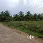 தென்னந்தோப்பு