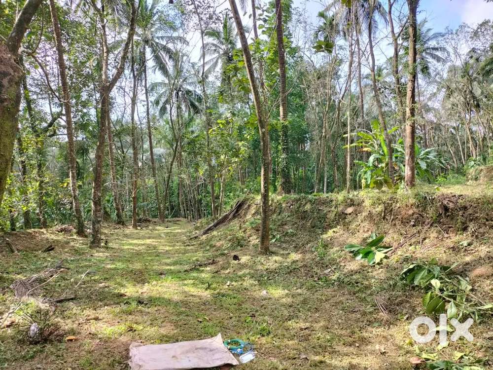 We havecoconut and rubber trees  location  in kallandoe  calicut