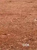 Plot for sale #only 80000 per cent # 10 cent # 250 mtr from bus stop