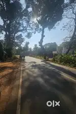 14 cent commercial Plot at Ezhilode Payyanur