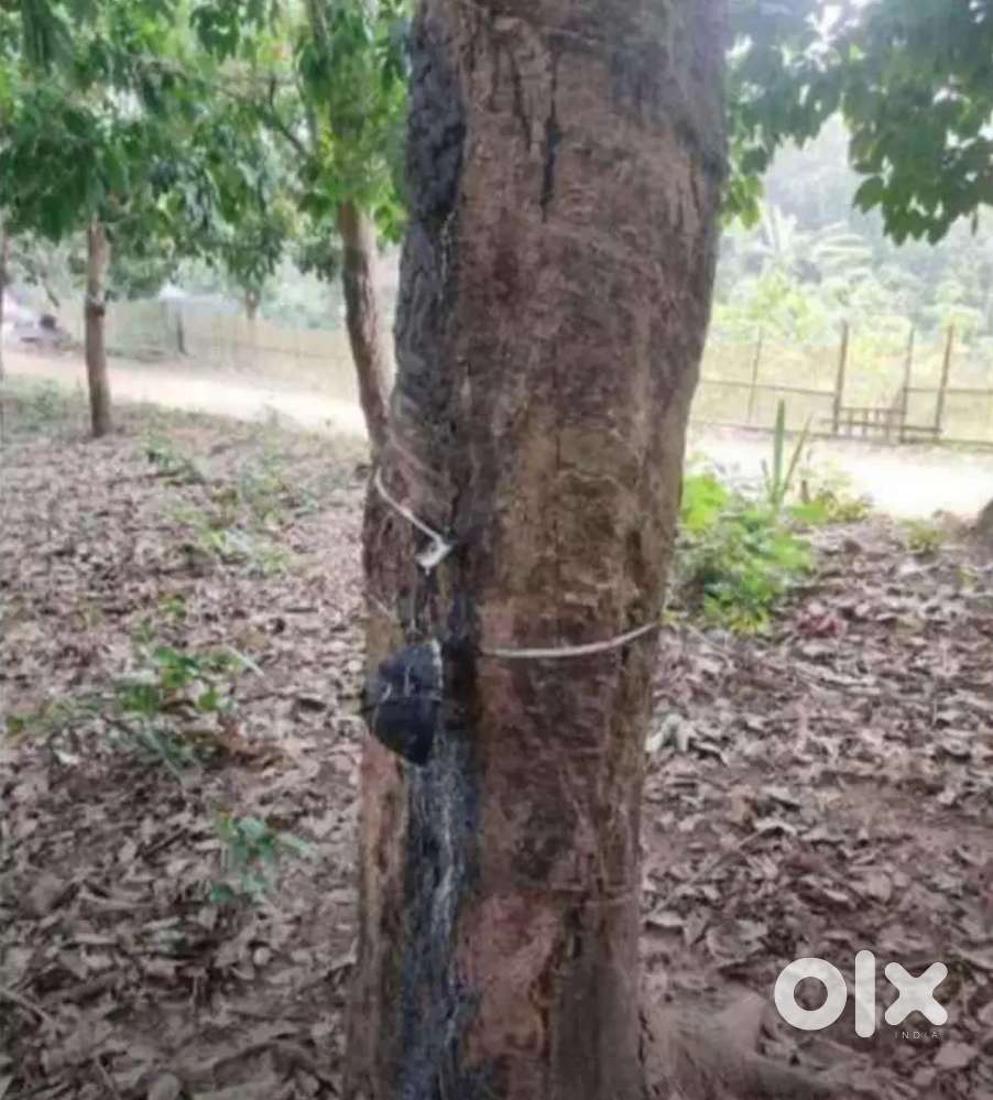 রাবার বাগানসহ ২০ গন্ডা জমি- মাত্র ২৫ লাখ