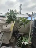 Lots of fruits plants for sale (large plants for sale )