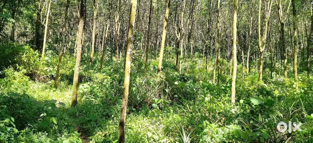 Near choodacherry colleage
