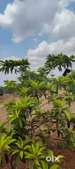 Low budget farm land for sale in Othakalmandavam
