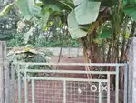 6 സെന്റ് വീടു വയ്ക്കാൻ അനുയോജ്യമായ സ്ഥലം വില്പനക്ക്