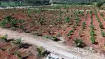 Aroma Sandolo Farmland – One-Time Investment, Lifetime Income!