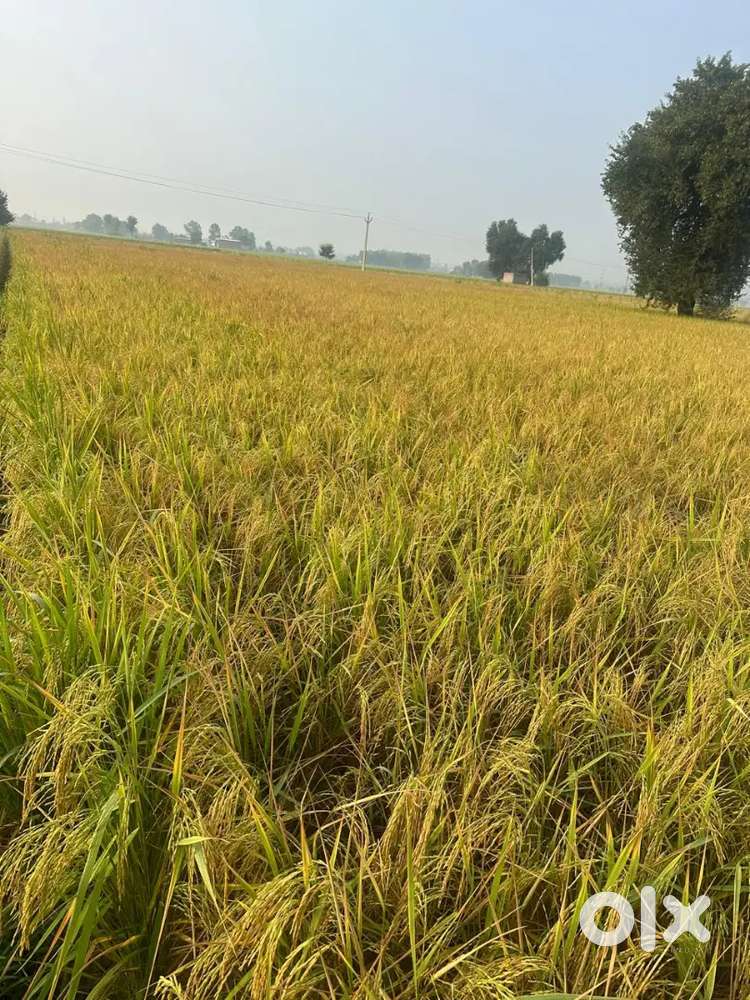 Agriculture