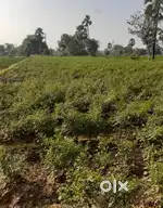 देलुनंदा 1.25 बीघा जनरल जमीन