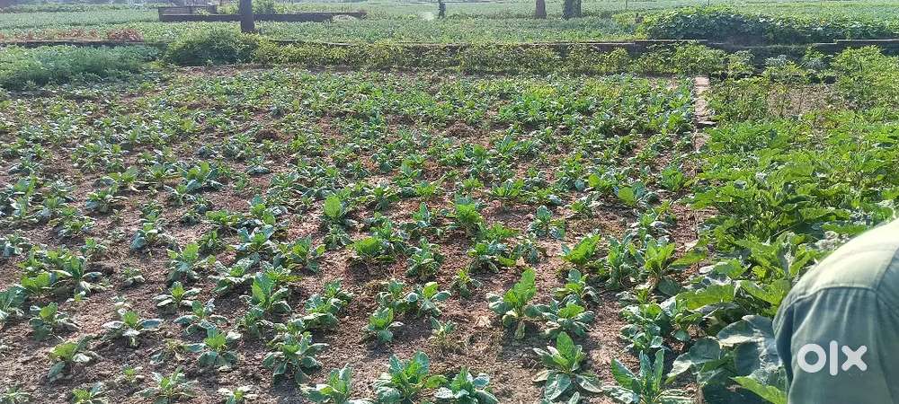 I want to sell some plots on road side or in side of the filed