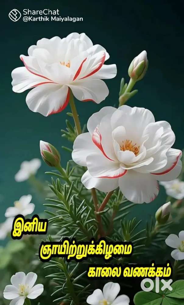 Agriculture land sale near gudiyatham per acre Rs 3500000 negotiable