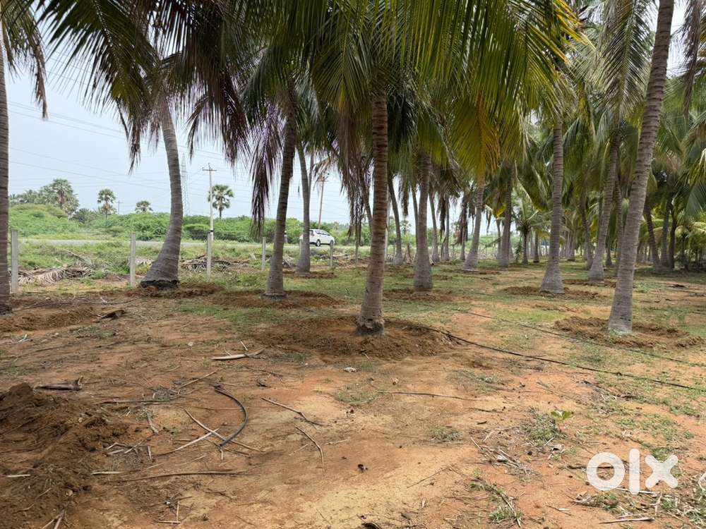 Koodankulam Vijayabati 194 Cents Toppu