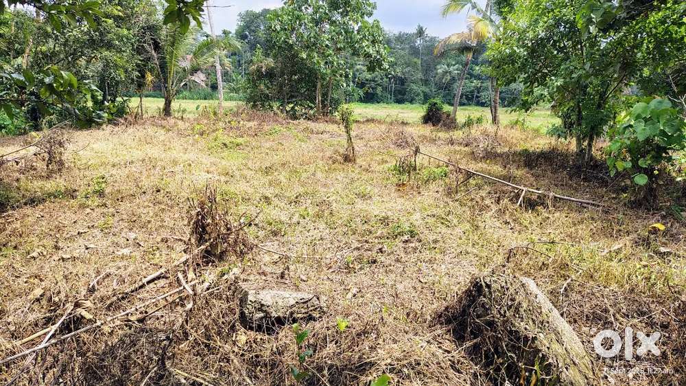 20 CENT INDIVIDUAL HOUSE PLOT SALE IN CHOTTANIKKARA