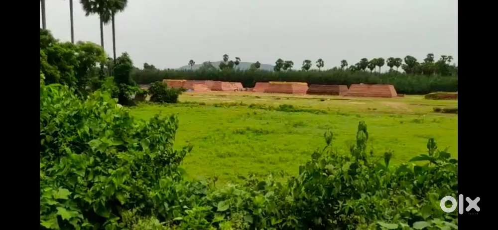 AGRICULTURE LAND FOR SALE IN NAGULAPALLI 80 CENTS ROAD AVALBLE TO SITE