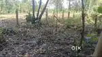 10 Scent Plot For Sale- Keralassery Palakkad