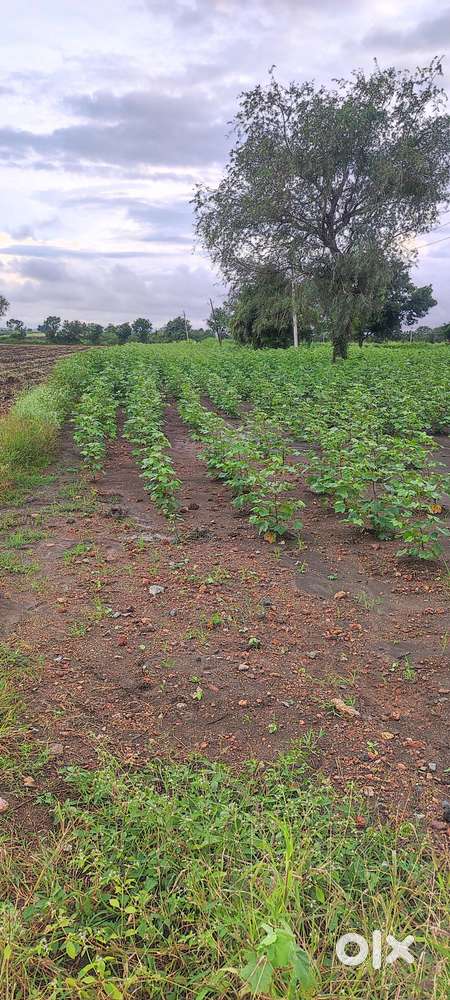 37 gunta agriculture land