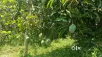 7 Acre agricultural land for sale near vathalagundu, dindigul