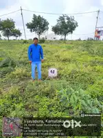 Begum talab road ningaraj Daba back side