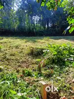 MANJERI - Koomankulam( 2 plots )- 6.2 and 12 cent  land
