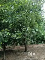 14 cent plot for sale