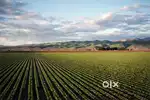 30 bhigha Agriculture land for sale
