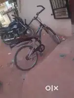 Adult cycle