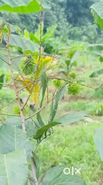 കൃഷി,ഫാം എന്നിവയ്ക്ക് അനുയോജ്യമായ ഒരേക്കർ 86 സെൻറ് സ്ഥലം വിൽപ്പനയ്ക്ക്