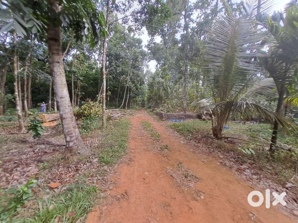 PRICE REDUCTION - Sale - Kodanadu (Perumbavoor) Farm Land & House