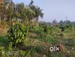 Residential Land For Sale In Varadoor Wayanad