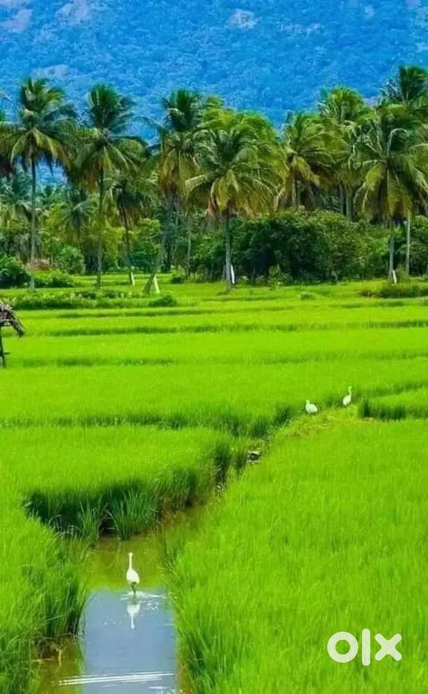 Kattakada kuttichal 5..10..cent house plot fore sale