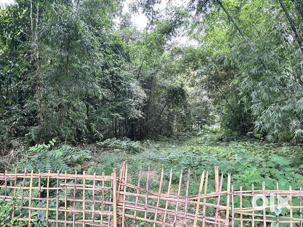 1bigha myadi patta land