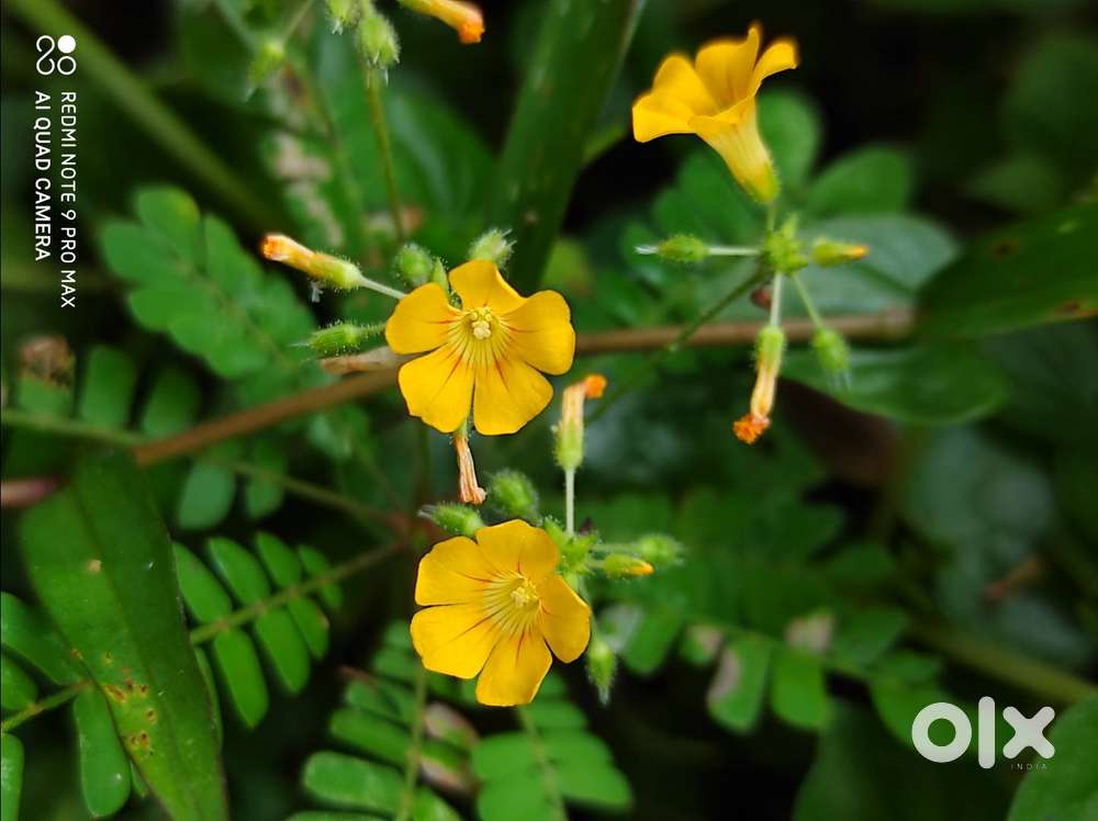 small house for rent