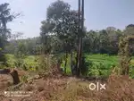 27 Cent West-Facing Plot in Nellikkara, Kenichira Wayanad,Homestay Lan