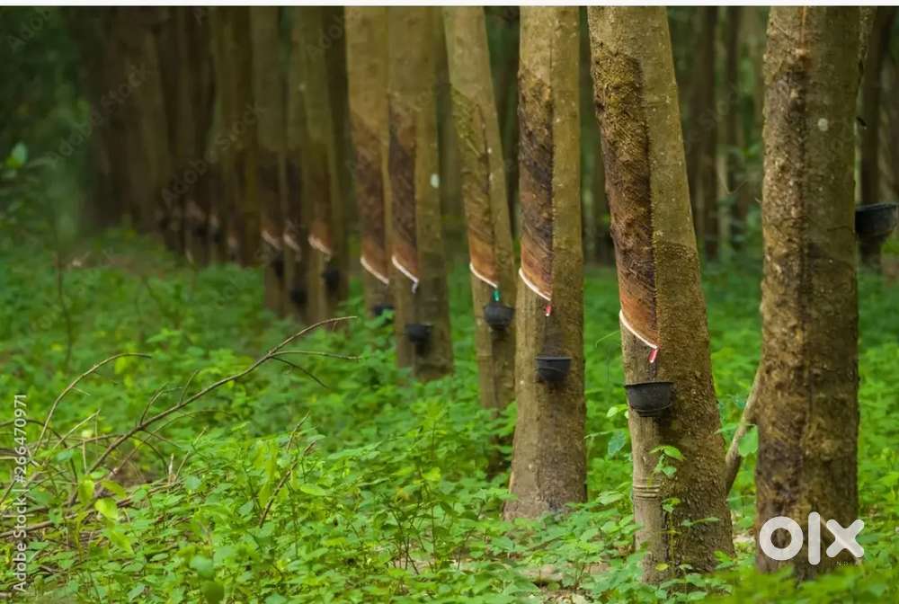 Plantation & House with  income in N.R pura.