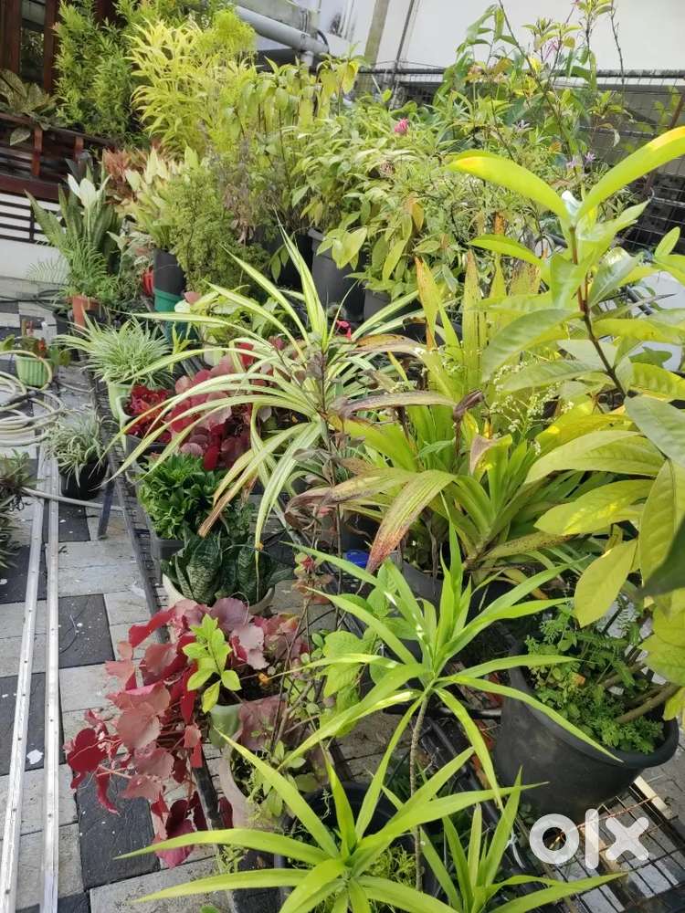 Garden pots ,plants,soil,8 number50LTR Jaar and steel stand for garden