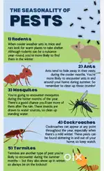Pest control, kousekeeping, deep cleaning, sofa shampooing, glass clng