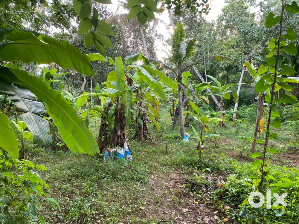 East-Facing 27 Cent Plot less than 2.5 km from Kadapuzha